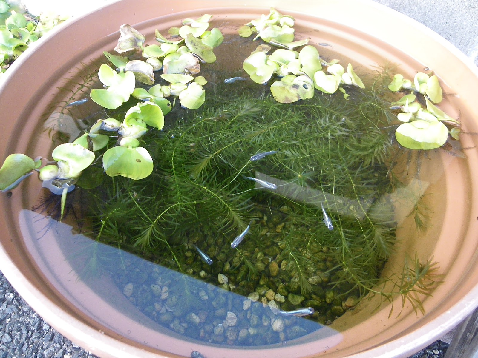 希少★年代物★臼★ウス★ビオトープ★メダカ飼育★欅？